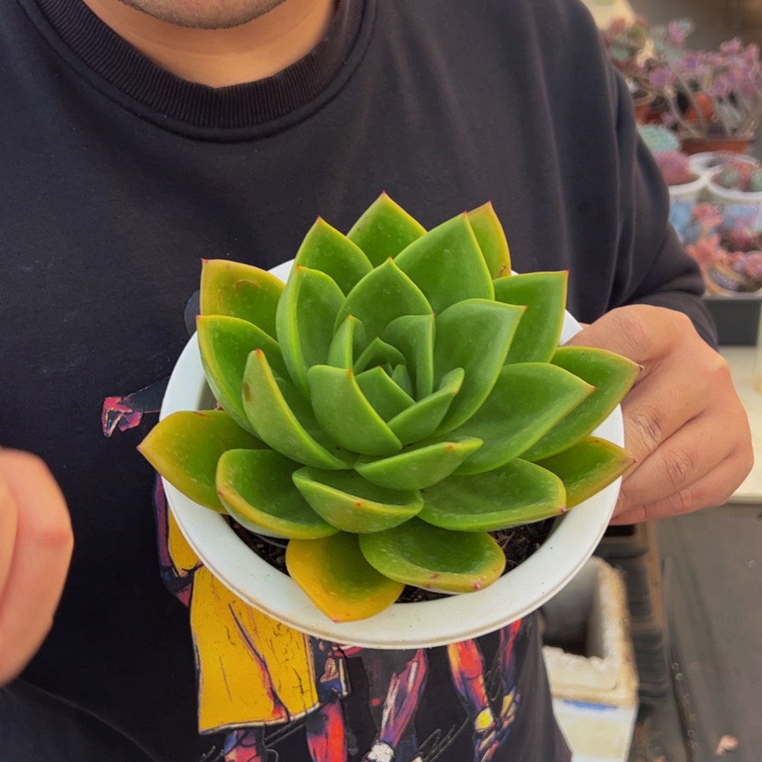 翠花大单头多肉植物