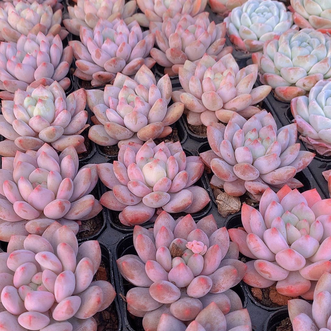 半夏456788999000000