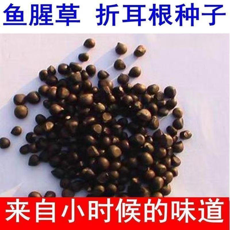【鱼腥草种子】折耳根种子好吃易种阳台盆栽四季播云贵川南方wt商品图