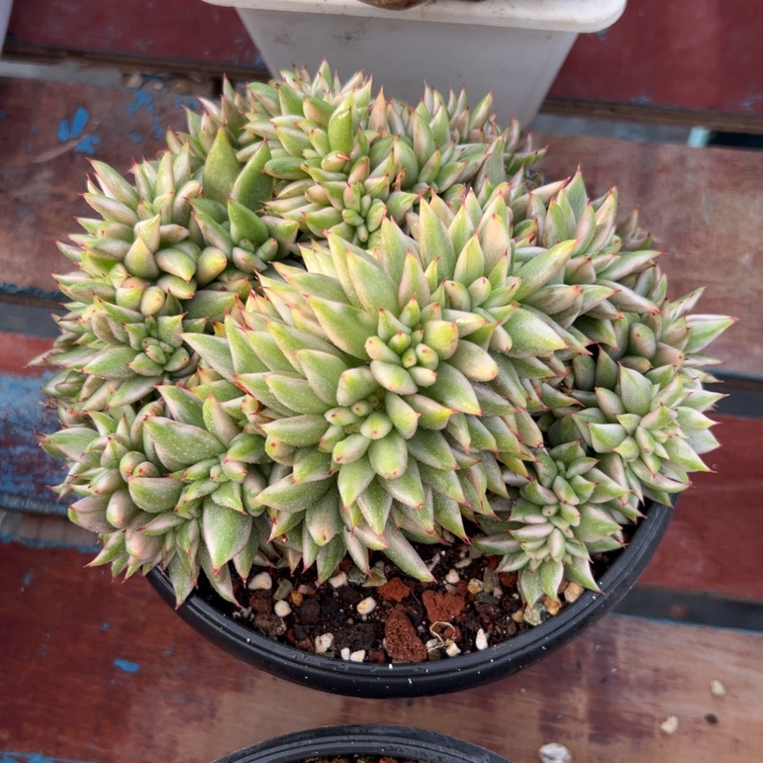 一物一拍，多肉植物（109）