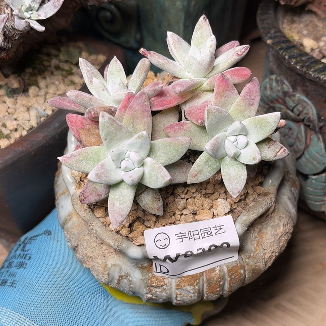 8300刘丹白菊仙女杯多肉