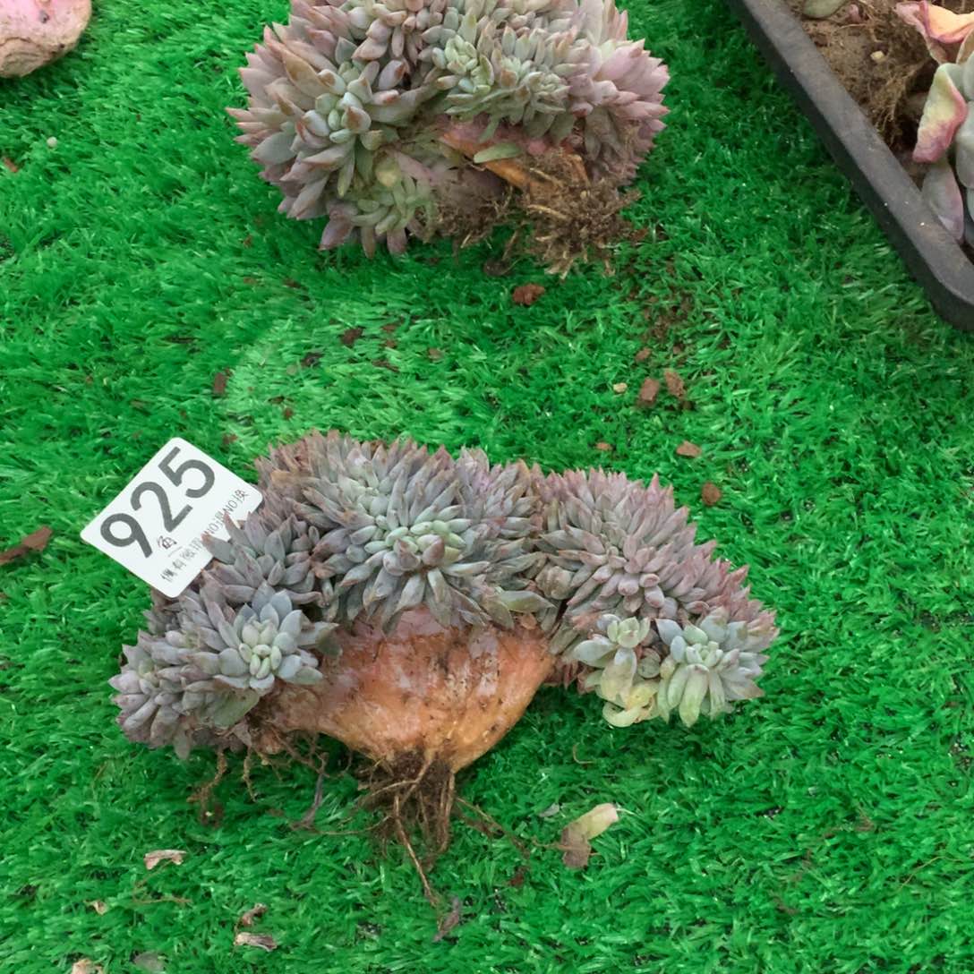 小***鱼925橙子缀多肉植物
