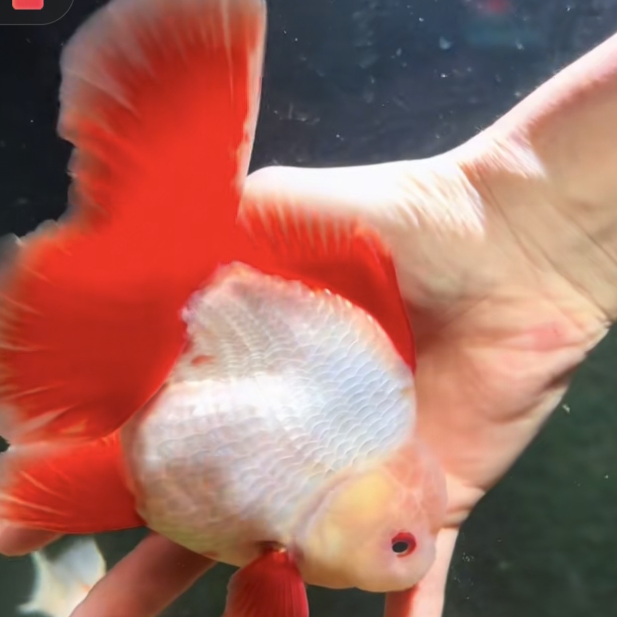 百褶千褶泰狮观赏鱼