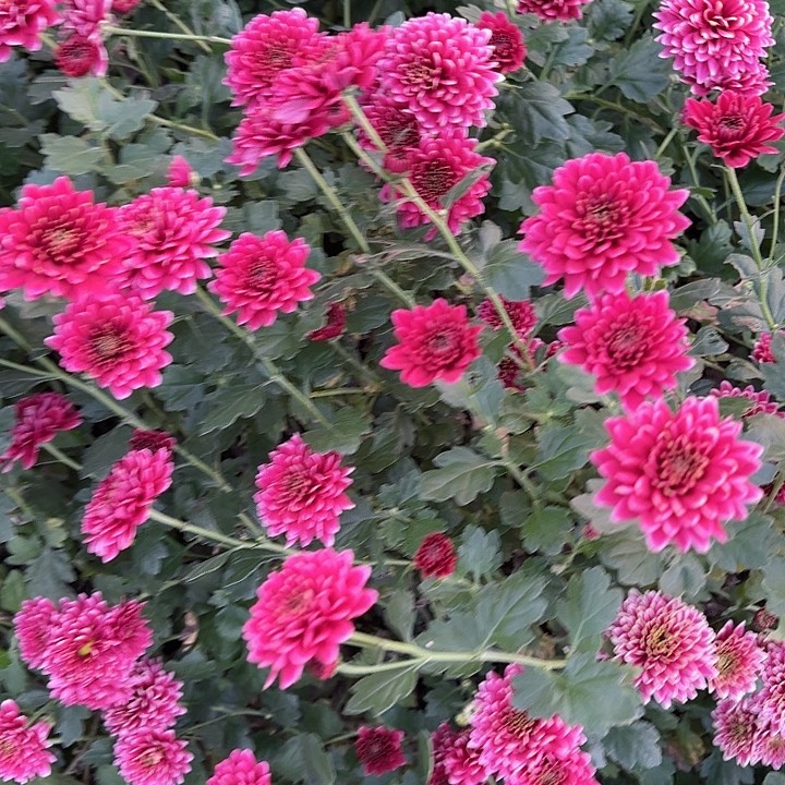 完全开放带花发货一物一拍无售后