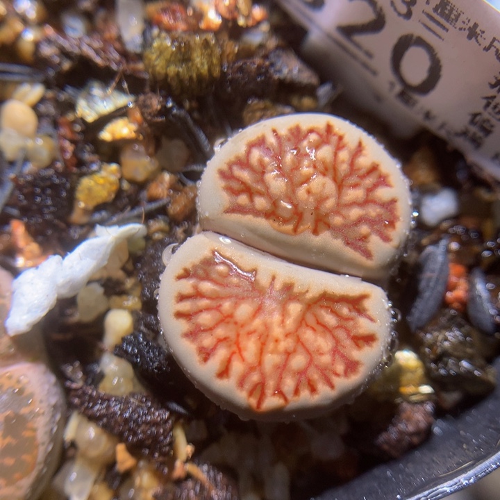 绝绝子生石花113.520