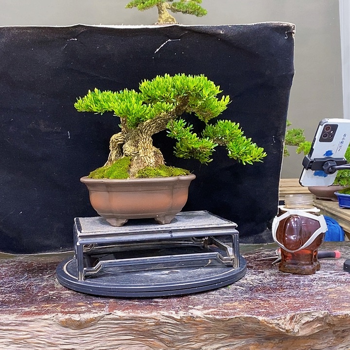 无花朵M黄杨盆景四季常青