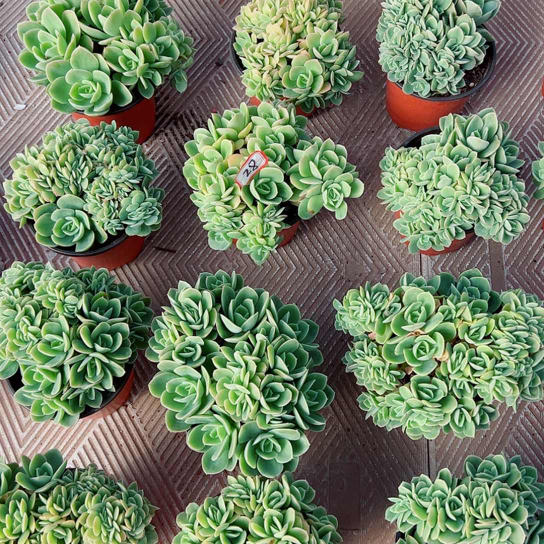 星娜塔缀化，一物一拍