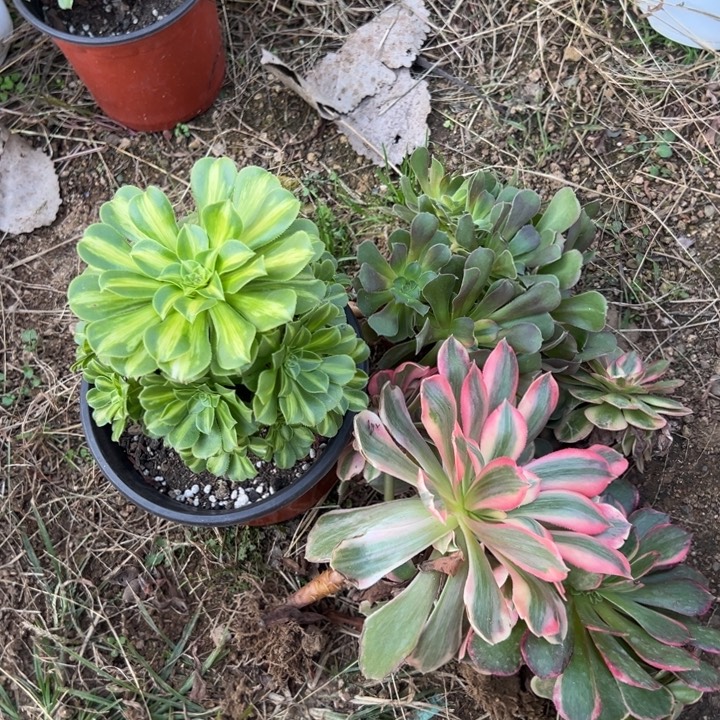 多肉植物5颗左右的
