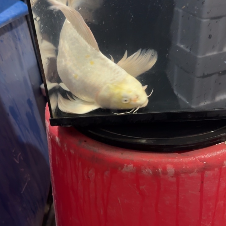 蝴蝶鲤鱼蝴蝶鲤包邮170