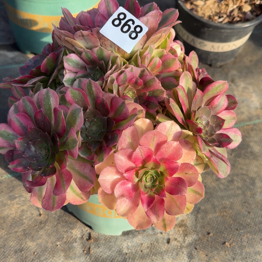 868雨河多肉植物福利