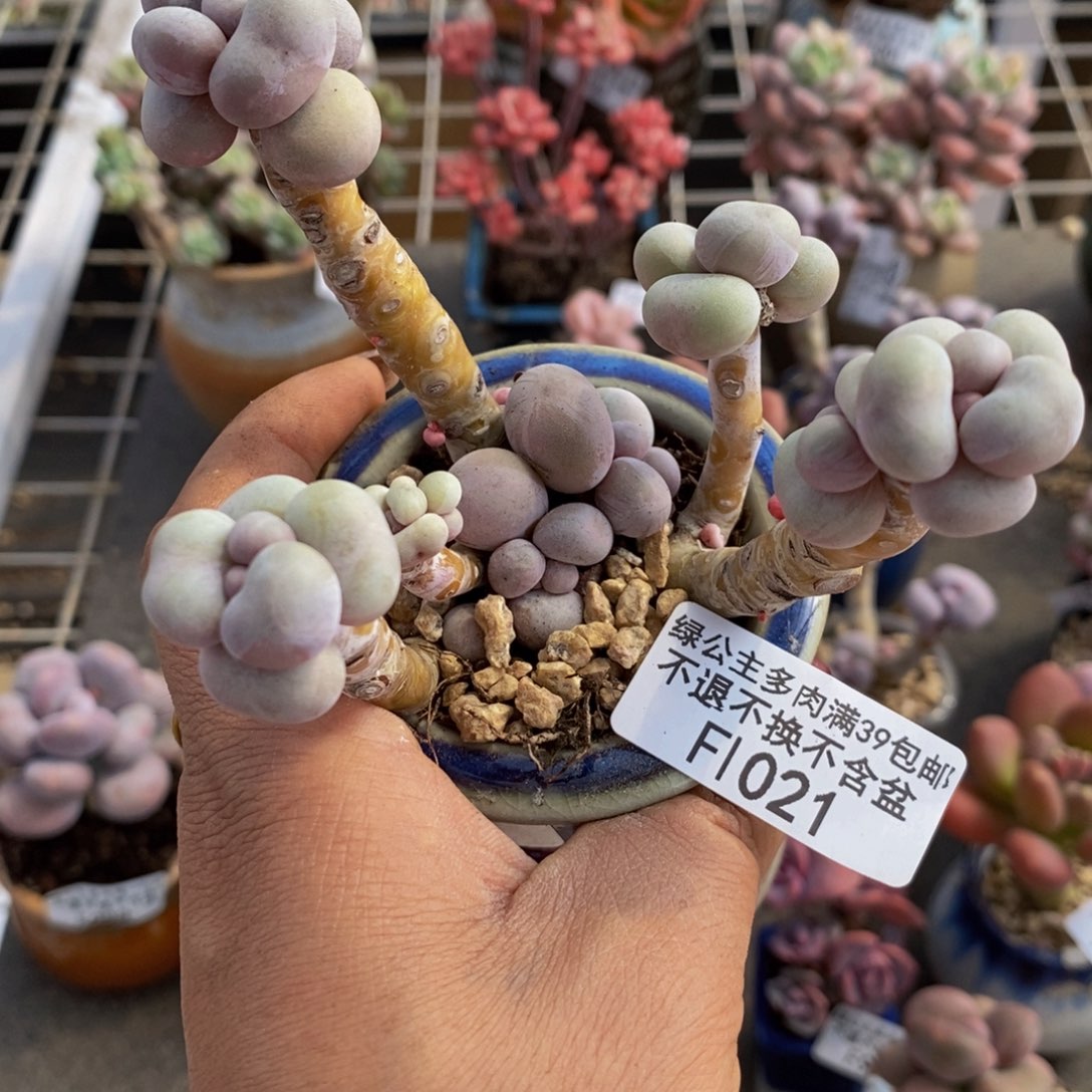 芭比奶酪021/10c m