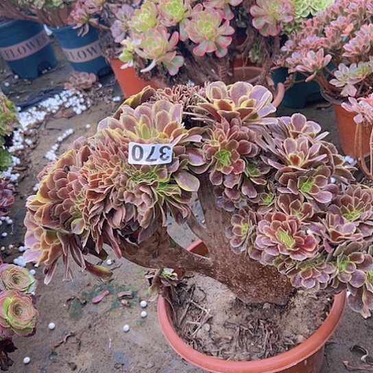 用***香多肉植物一个欧嘉莉追