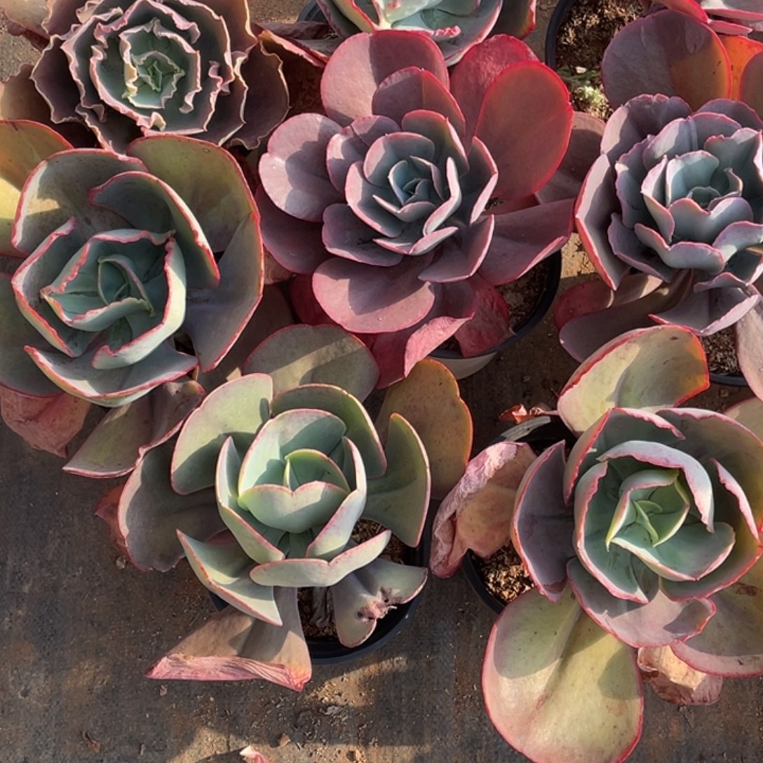 珍***有41号包菜系列带赠品8棵