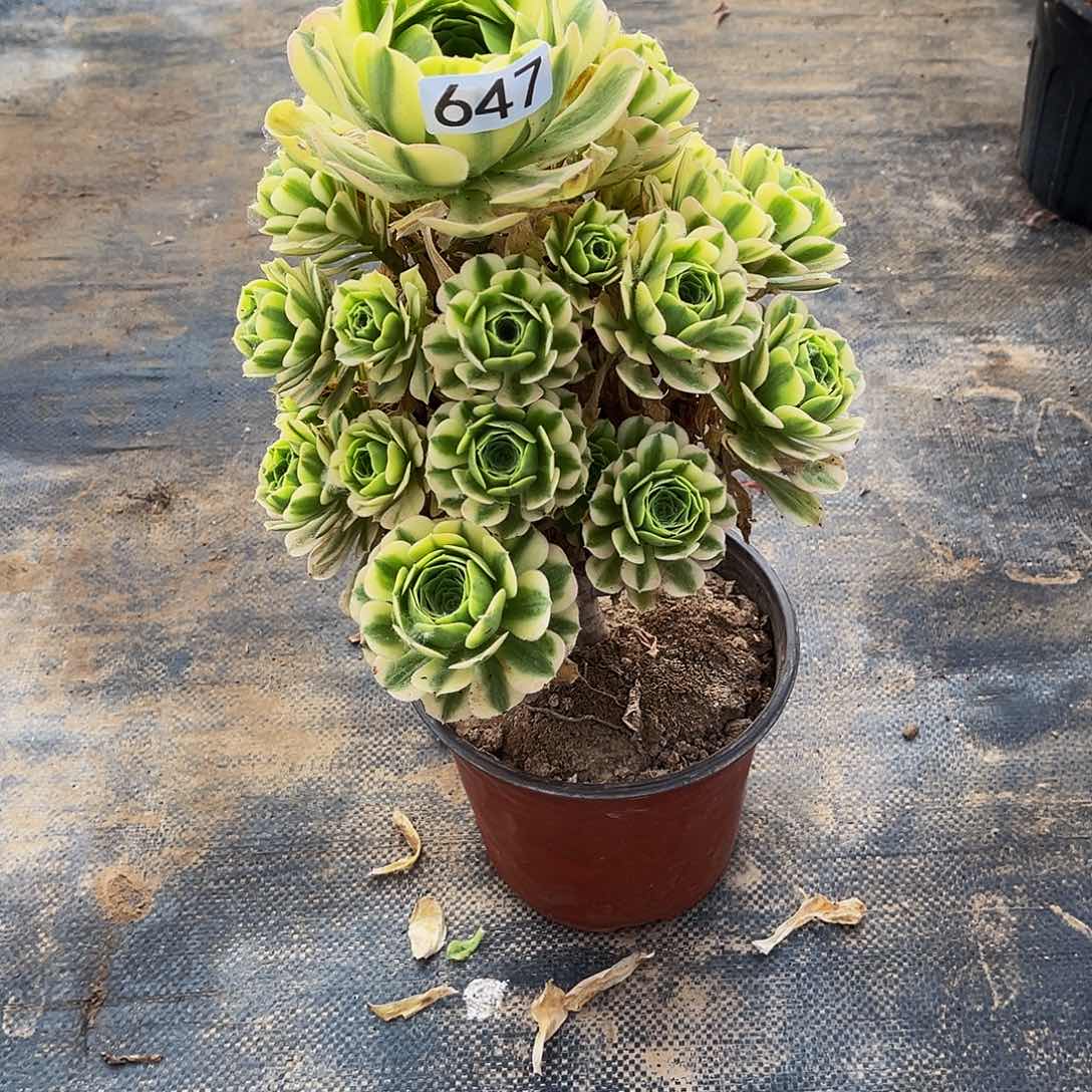 多肉植物647迈巴赫