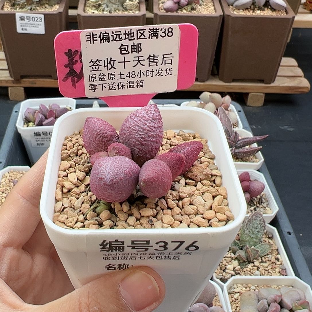 376糖果多肉植物