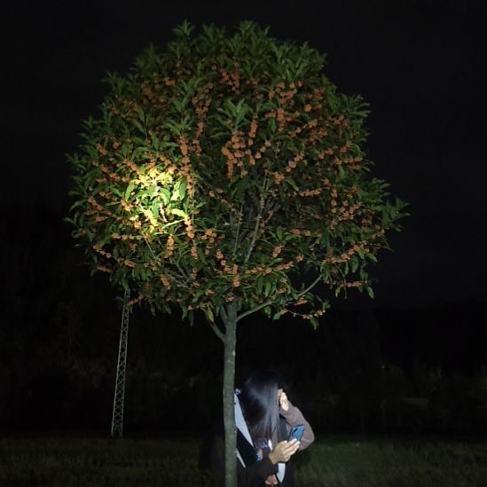 完全开放桂花树一物一拍