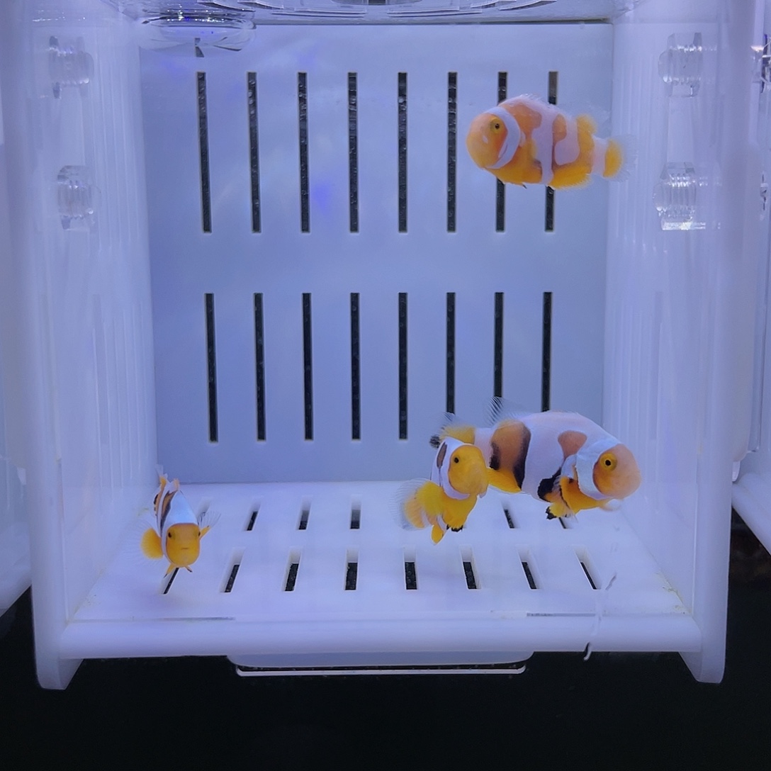 海水鱼毕加索小丑鱼