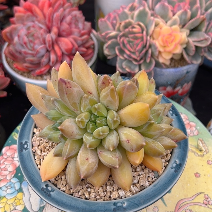 重楼 13公分 不带盆