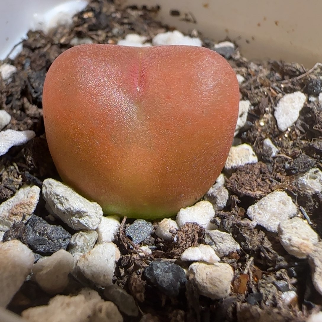 姜***来肉锥多肉植物组合-1054