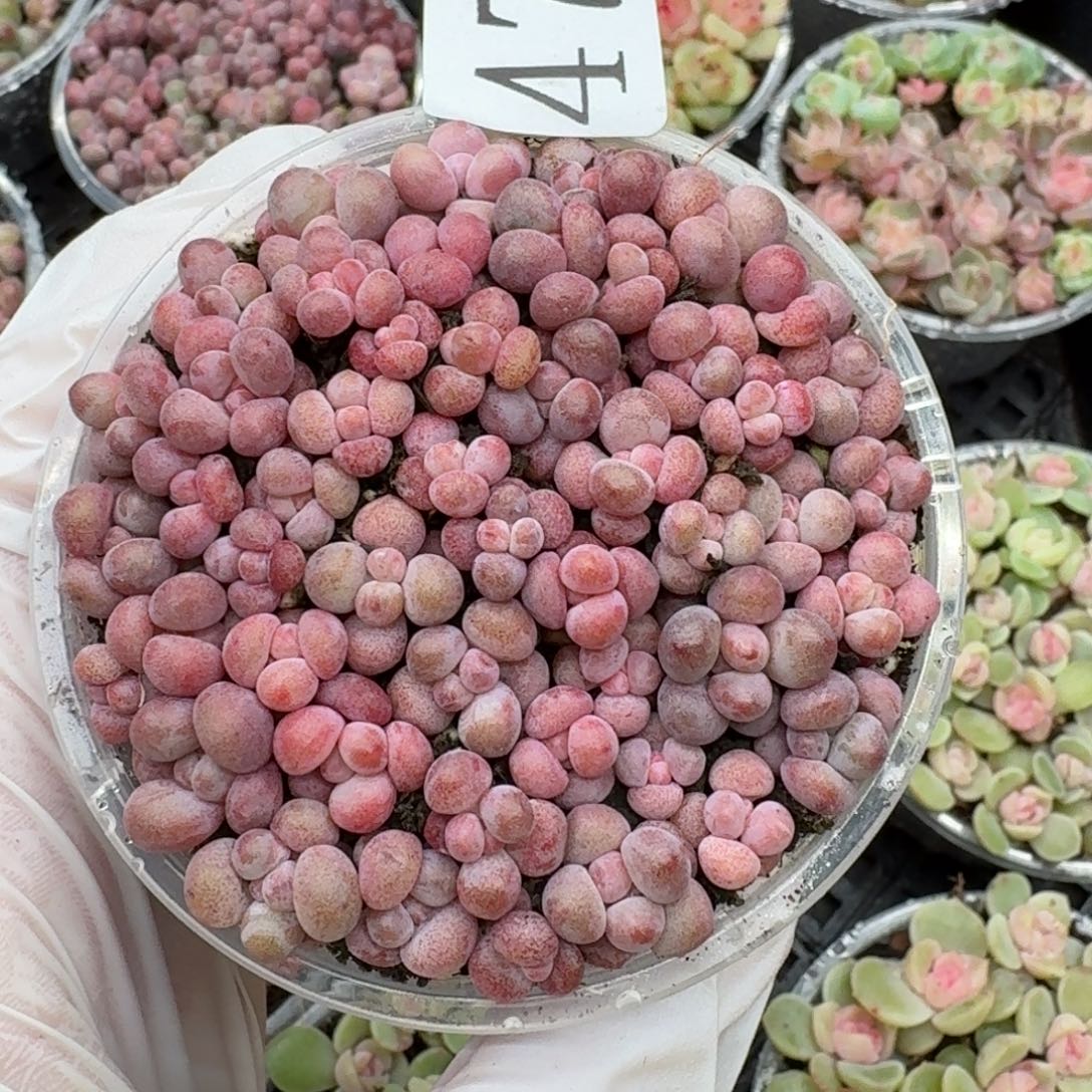 多肉植物多肉植物478