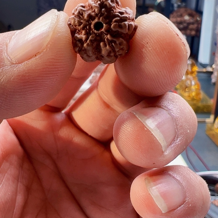 金刚菩提吊坠原生态霸王花15尺寸福利上