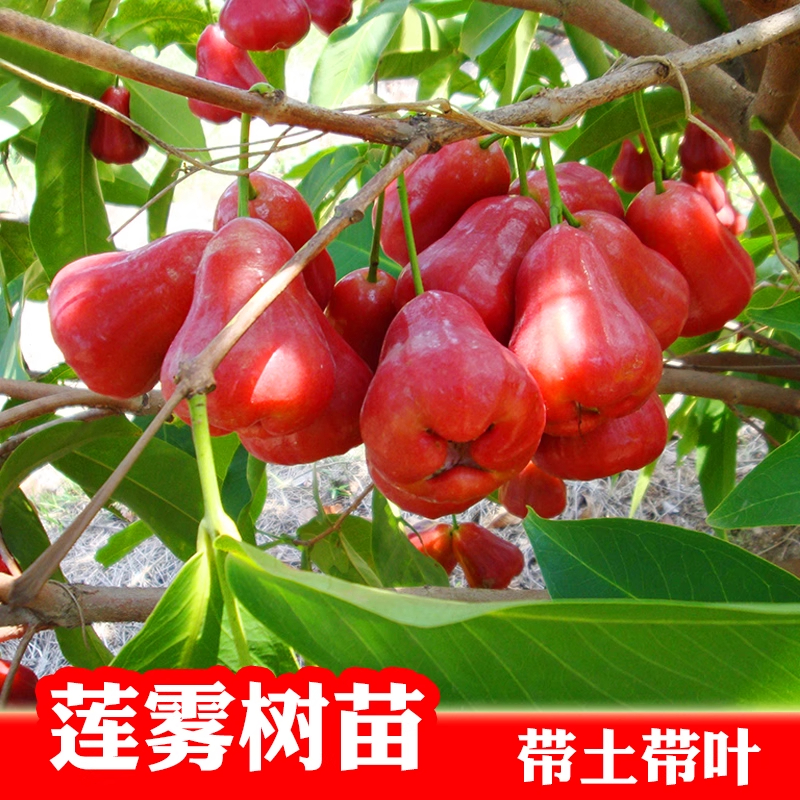 莲雾树苗黑糖芭比黑金刚莲雾特大果树苗当年结果四季耐寒地栽嫁接