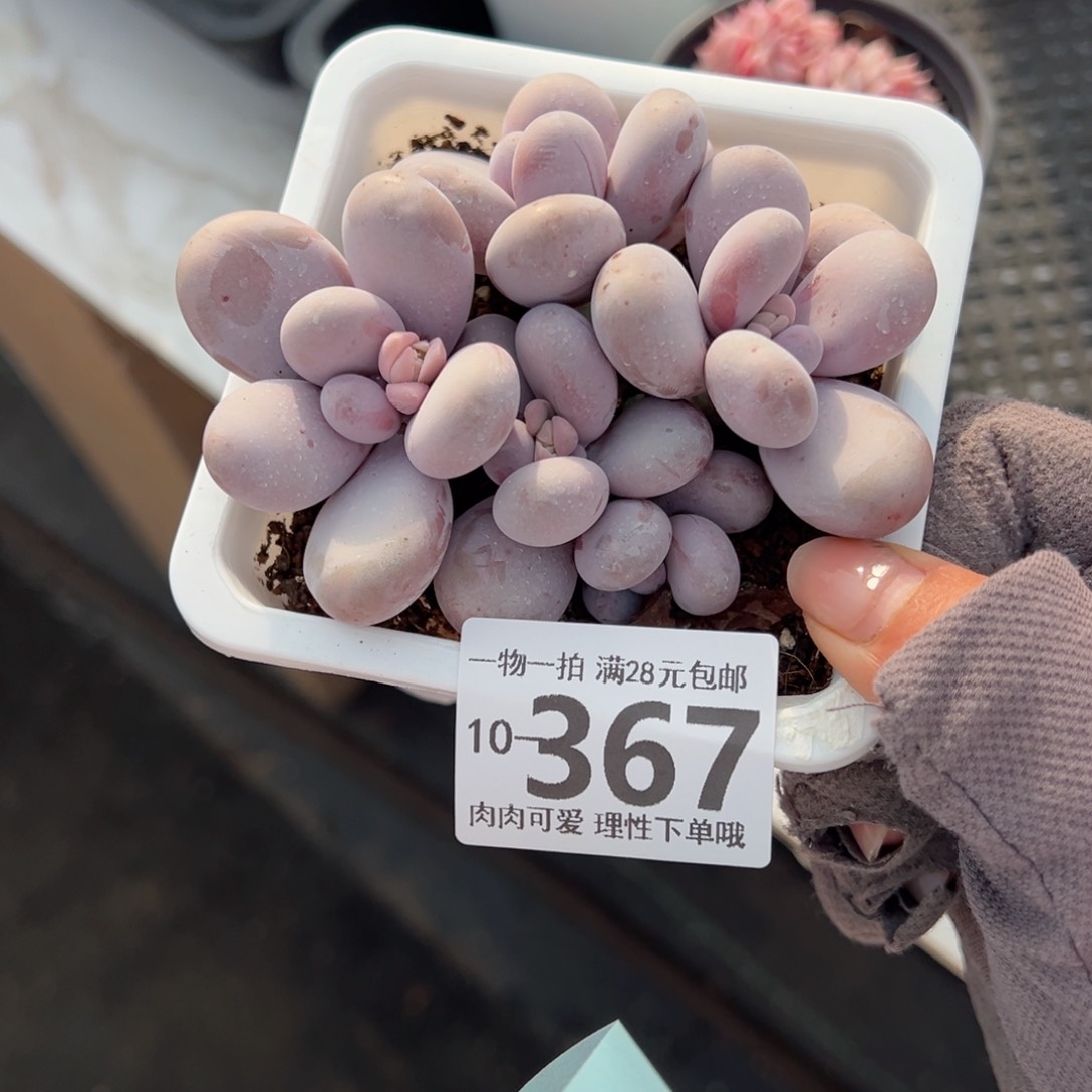 奶酪多肉多肉多肉多肉