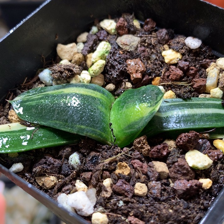 卧牛锦带盆土发货