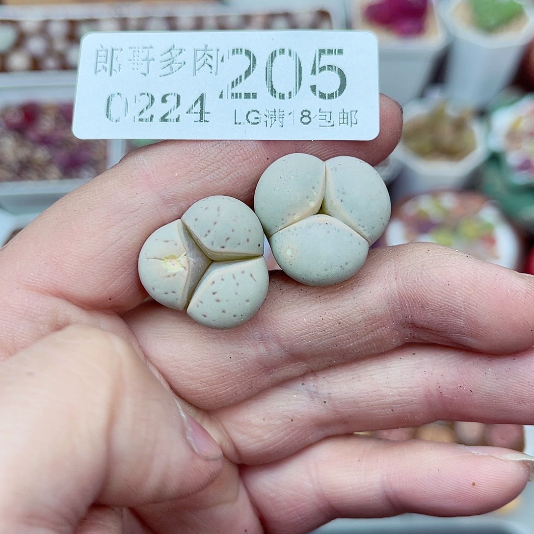 郎哥多肉生石花24-205