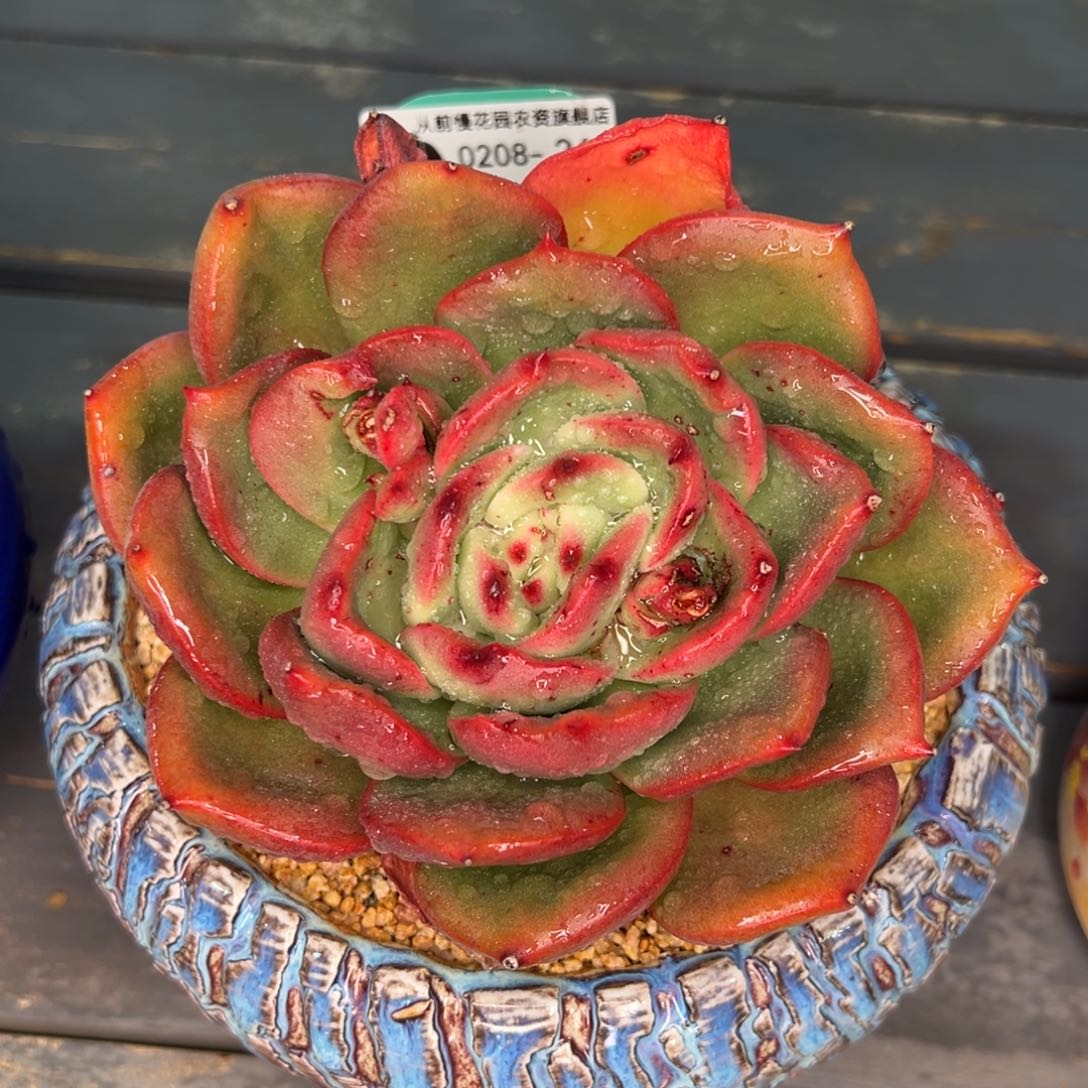 从前慢多肉精选编号0208.262