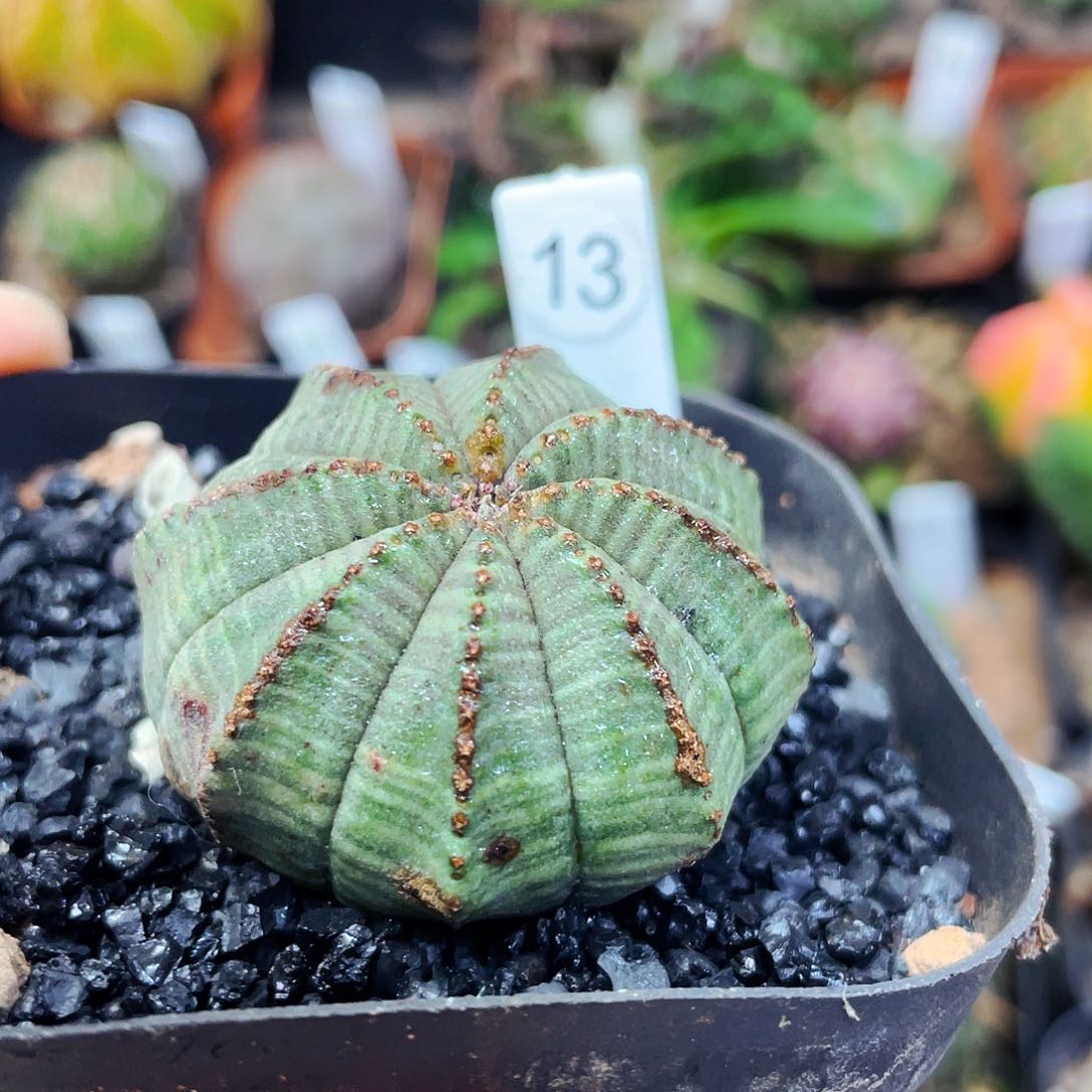 非偏远地区满25包邮仙人球