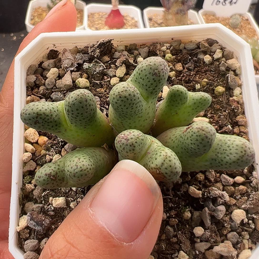 N****'50号日系大型斑马955d12.2多肉