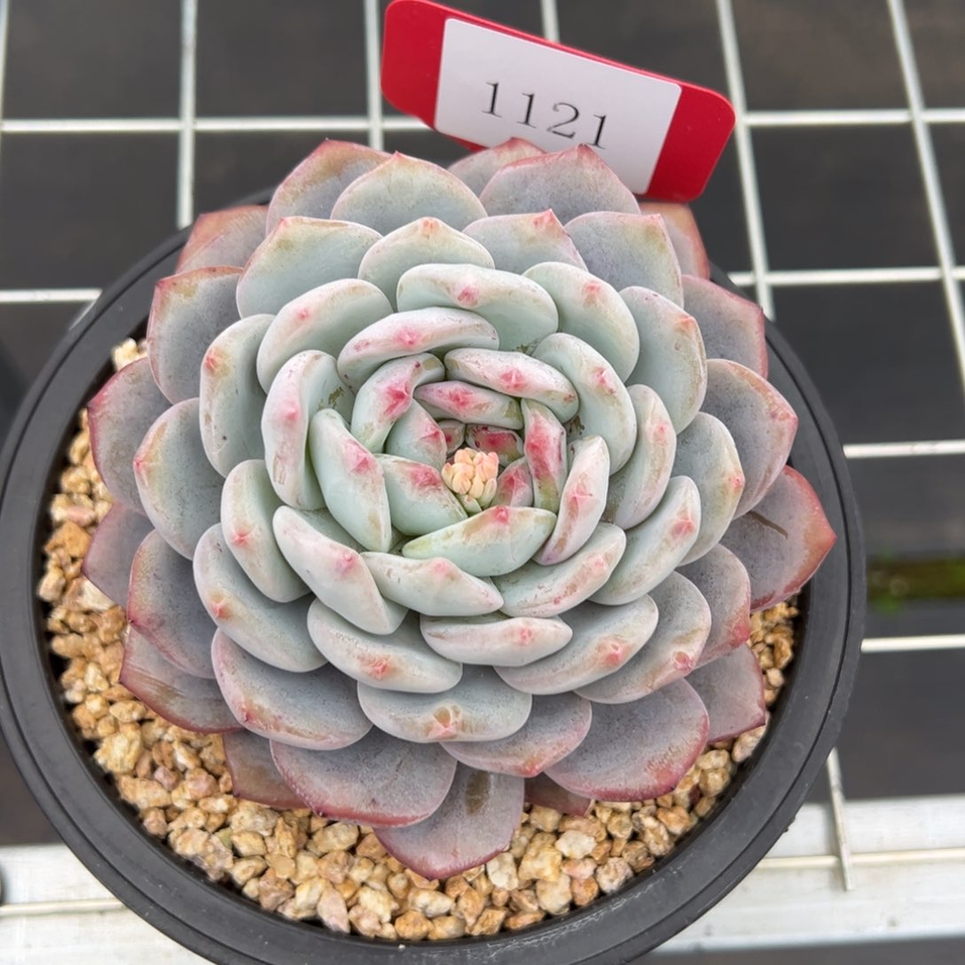 金**串1121多肉反反复复发