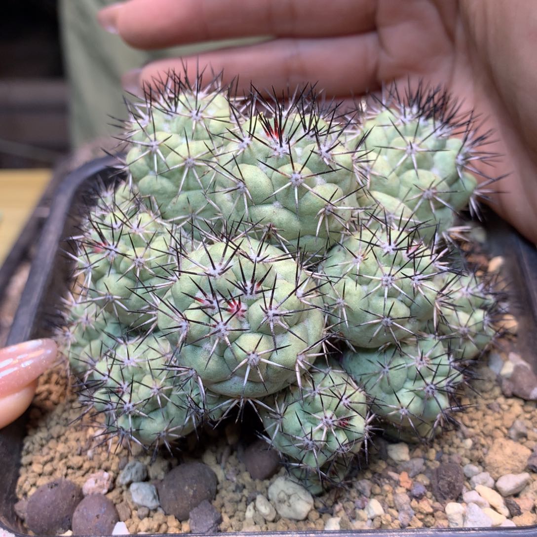       19号  苗接帝王丸群生整体10公分 无根
