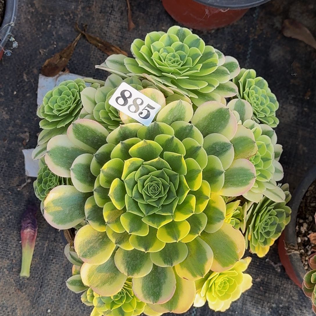 885绿豆沙嫩桩多肉植物