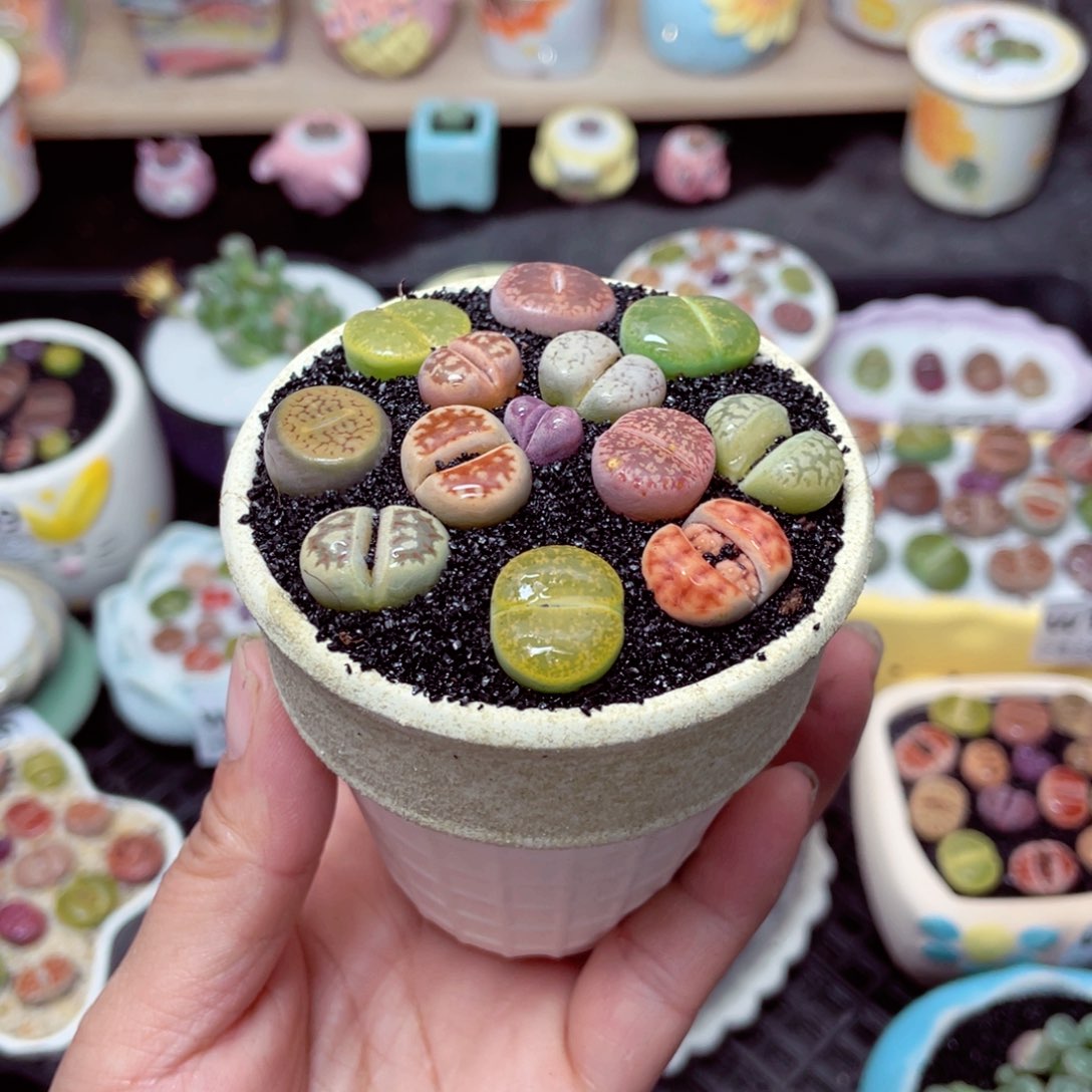 w1676 带盆土发货-零下地区拍保温箱