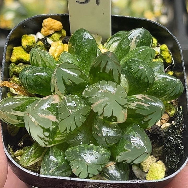 37三头红太阳玉露锦