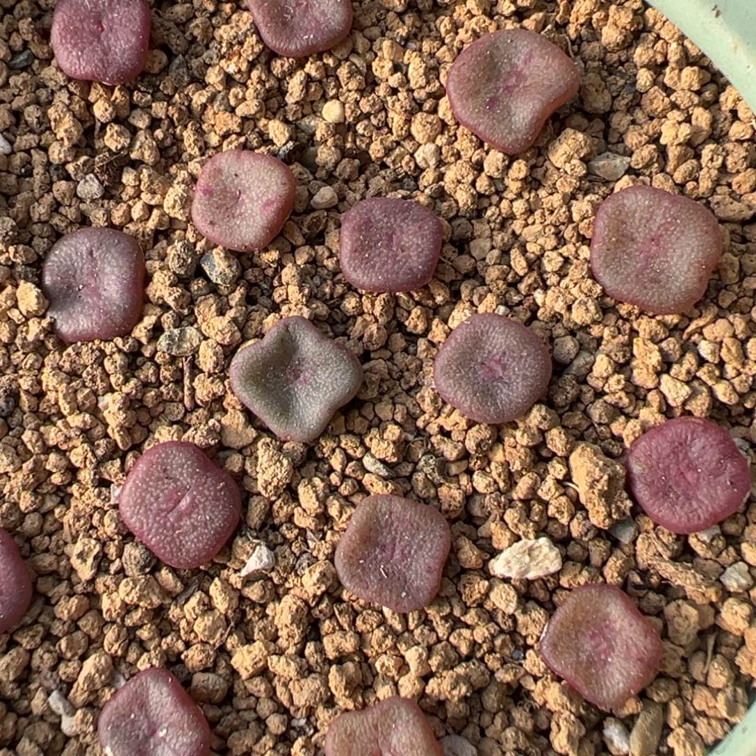 量拍园艺紫方碗10颗