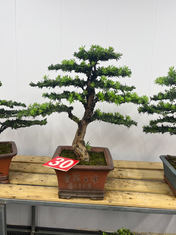 米叶罗汉松盆景 四季常青 含盆高85冠幅80