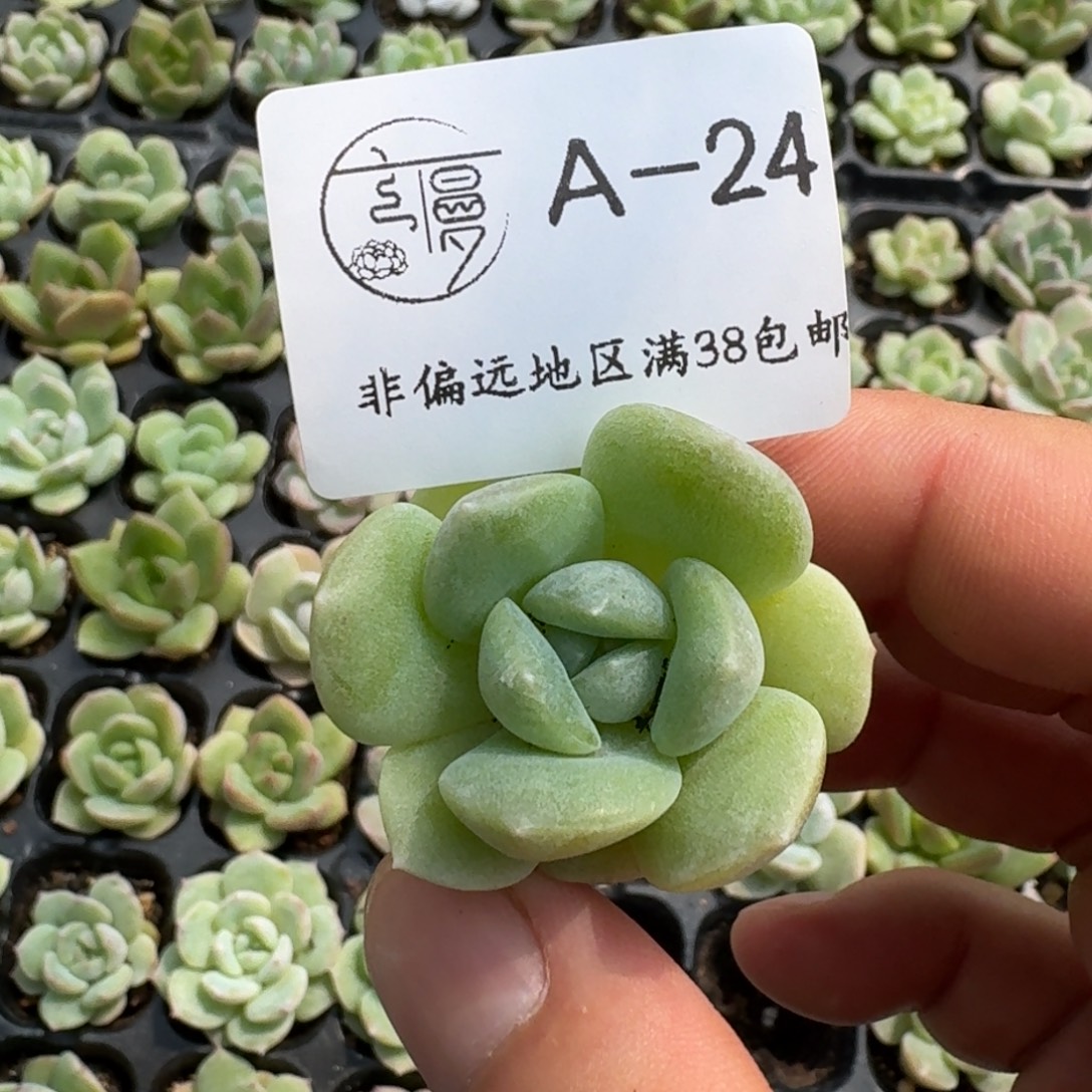 冰玉母本杂穴盘一物一拍