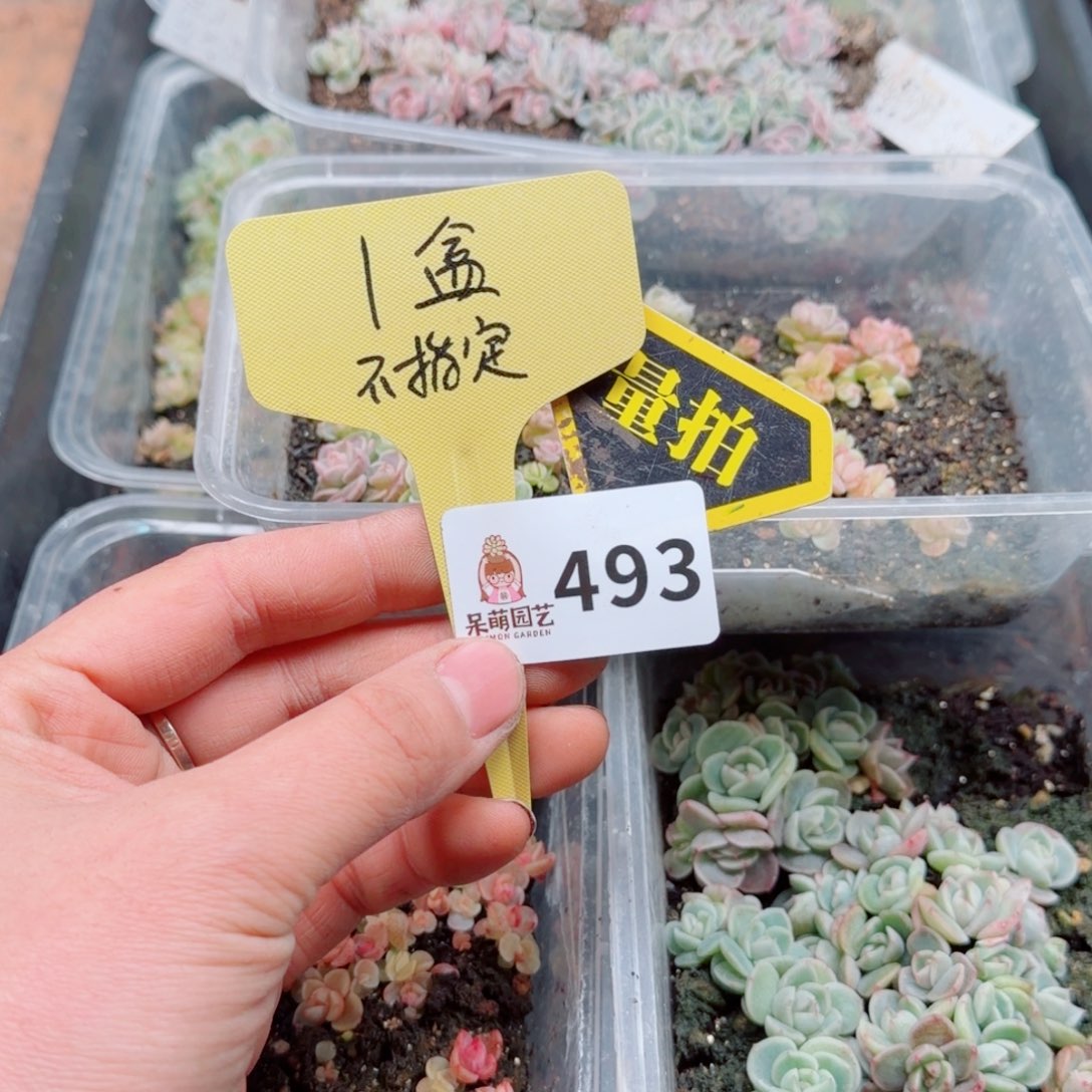 多肉植物多肉植物