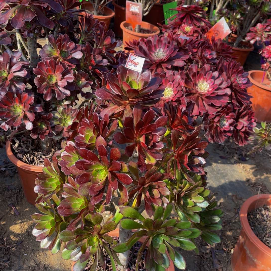 508鲜花老桩黑法师