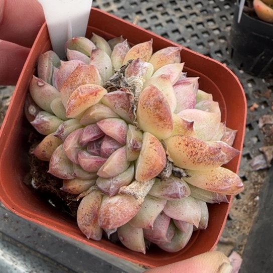 134芝士蓝莓一物一拍多肉