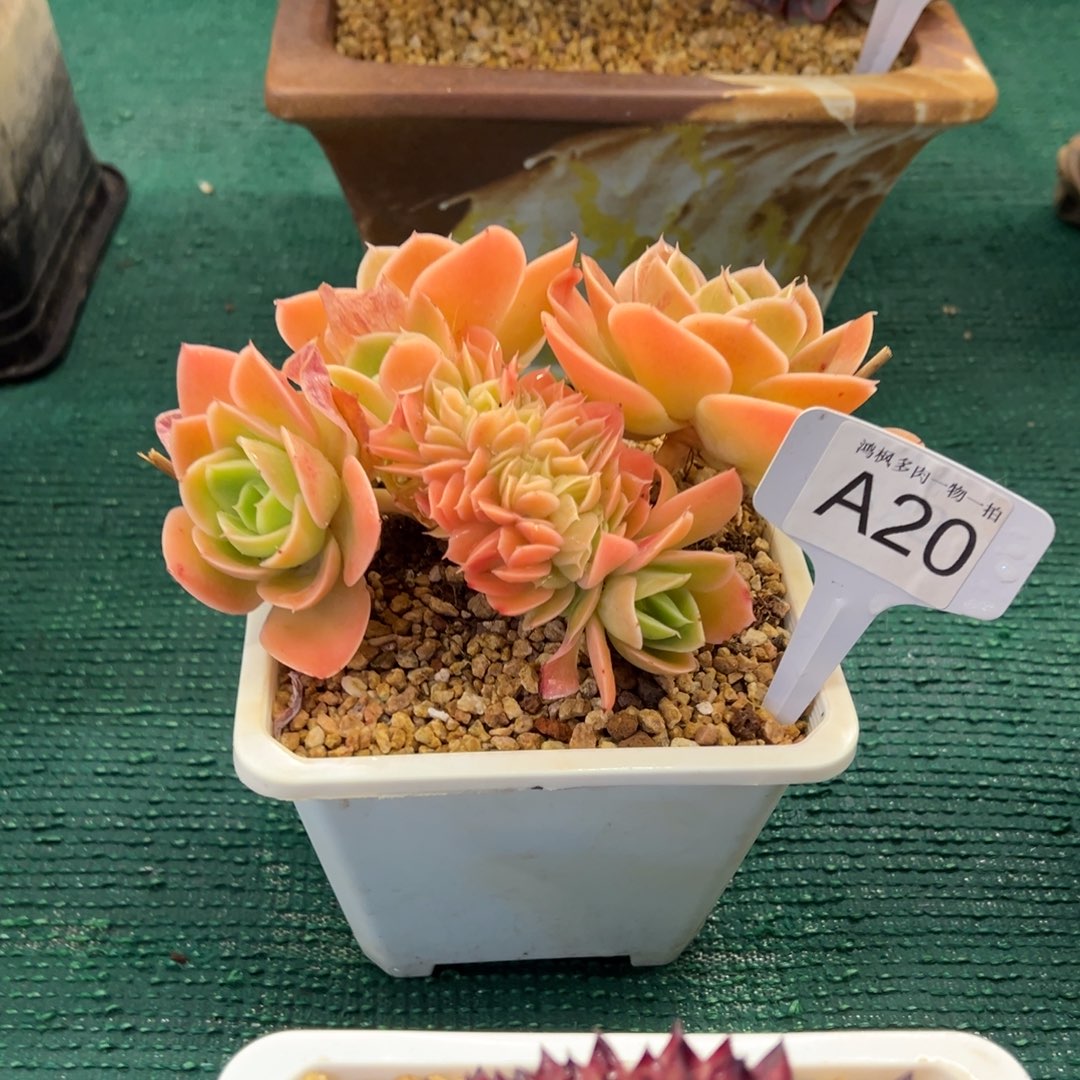 丫***丫，，，，，，，，，，，，，，，，，，，，