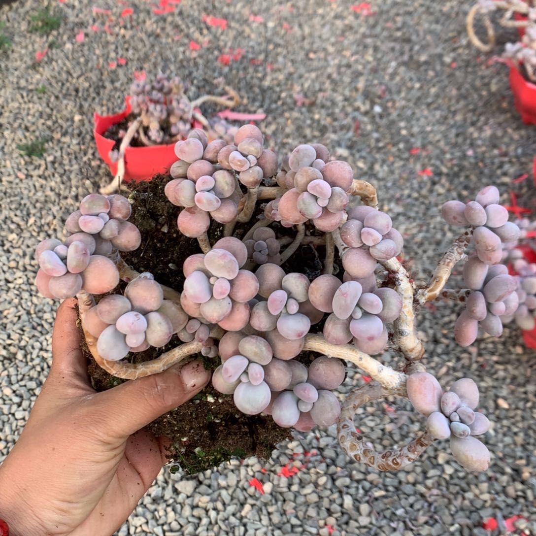 N***N有瑕疵福利不带盆45号