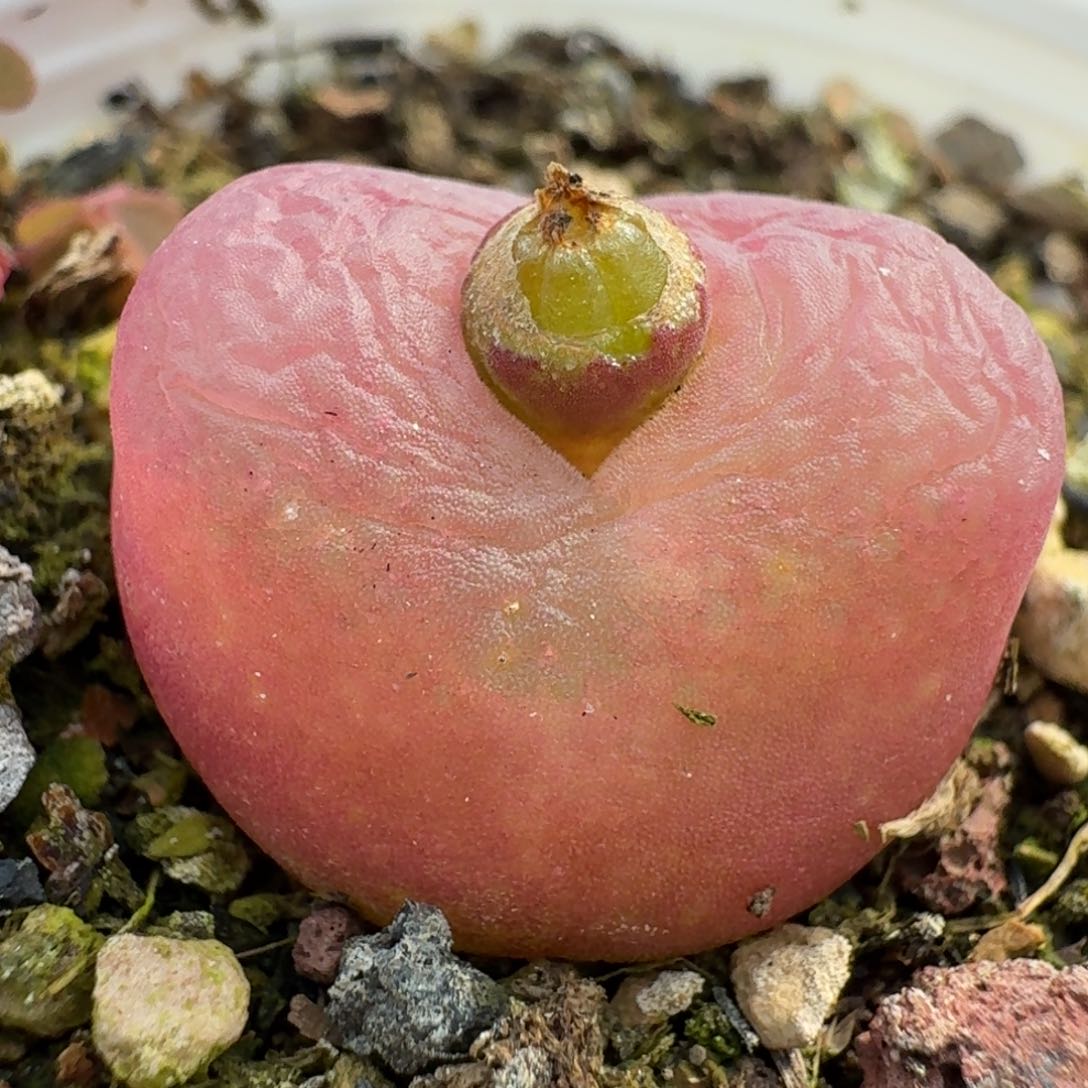 742带盆土粉色的0000000