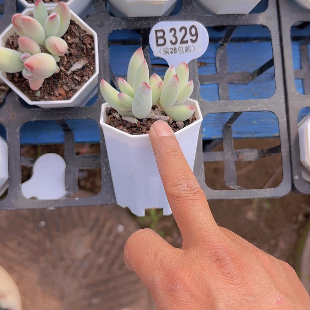 B329白娘子一物一拍