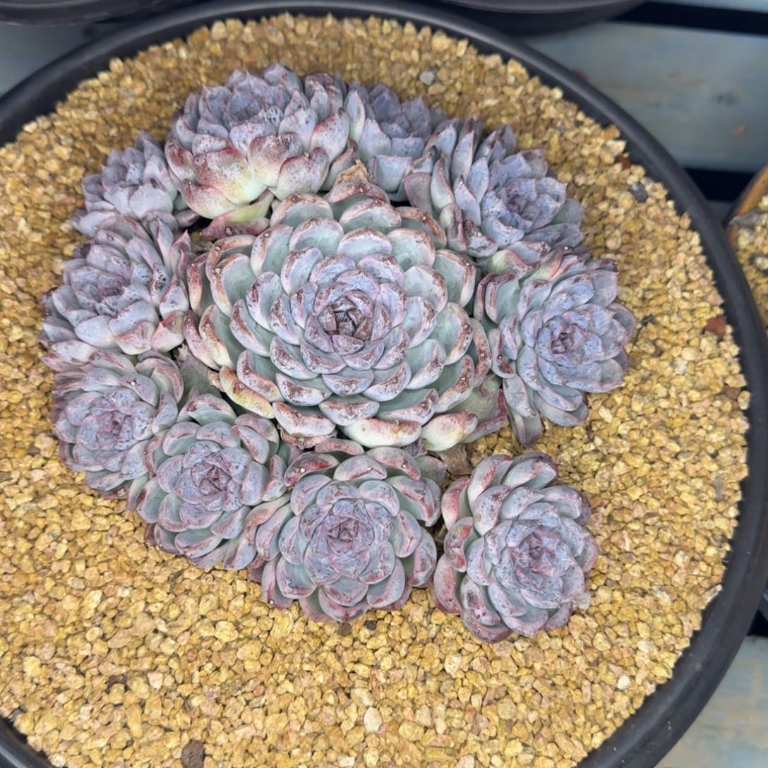 多肉植物多肉植物