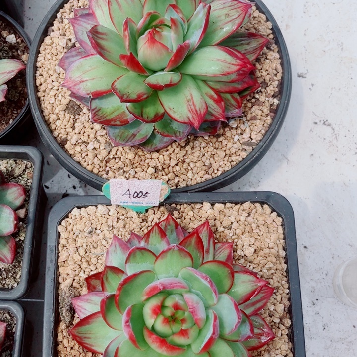 p***m惊鸿仙子多肉植物14.05