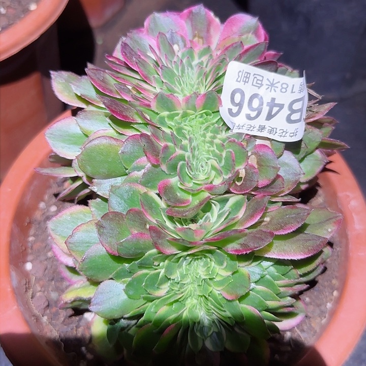 多肉法师海王缀化